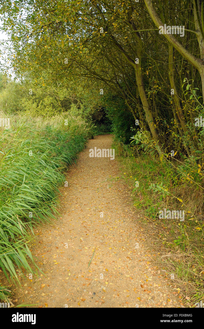 En route désert, chemin à travers London Wetland Centre, Royaume-Uni Banque D'Images