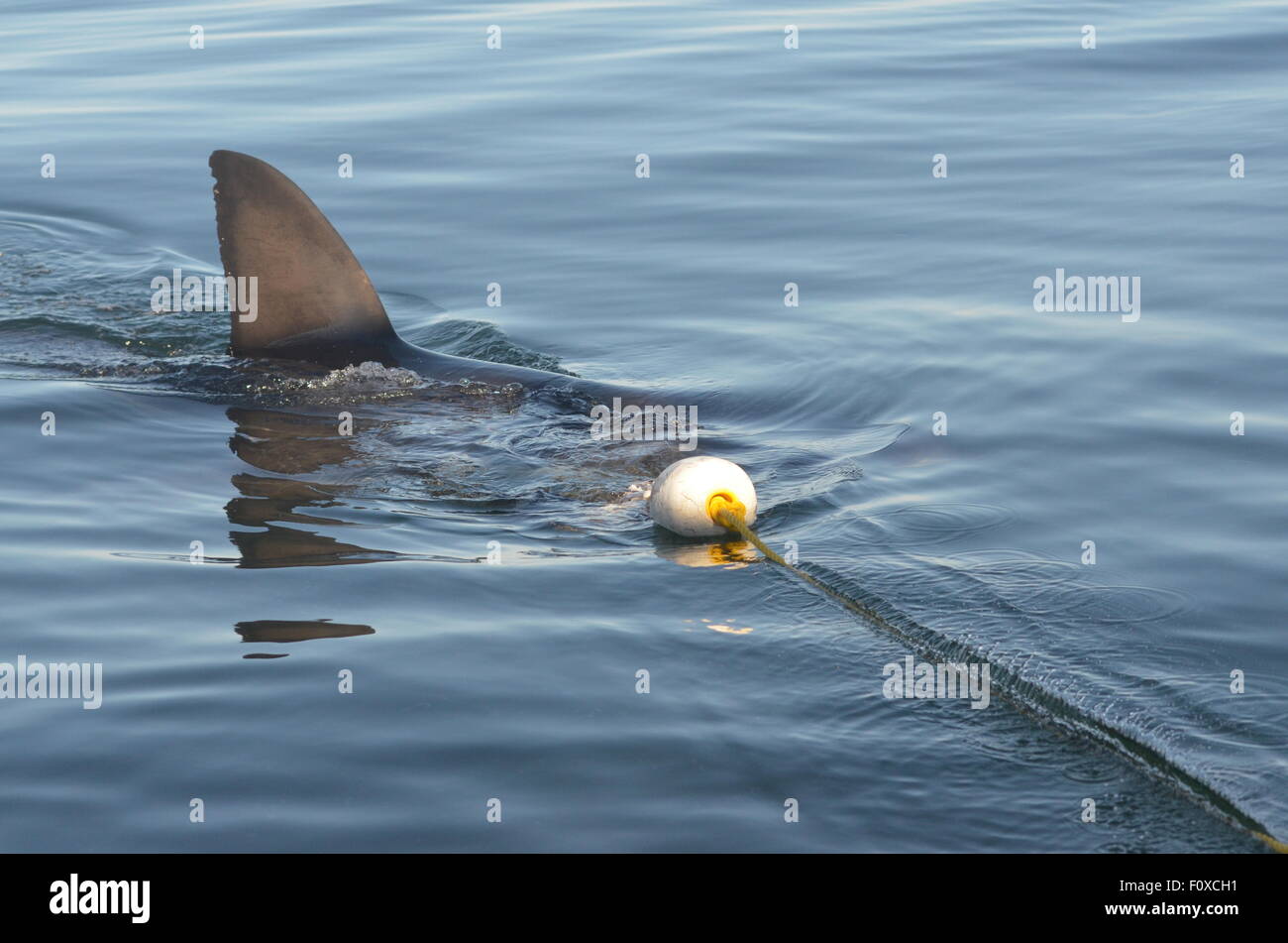 Grand Requin Blanc Banque D'Images