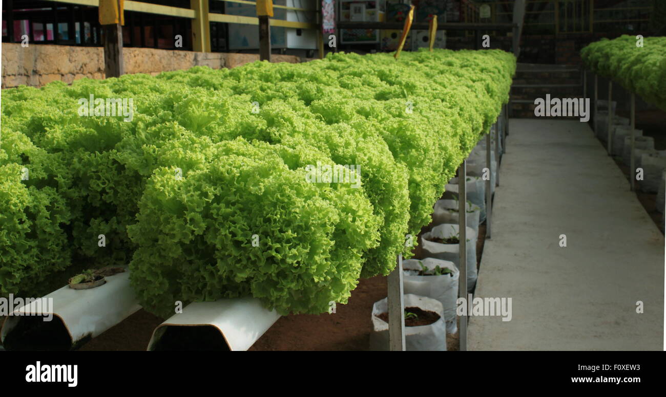 Salade verte (laitue), les plantations de culture hydroponique. La Malaisie. Banque D'Images