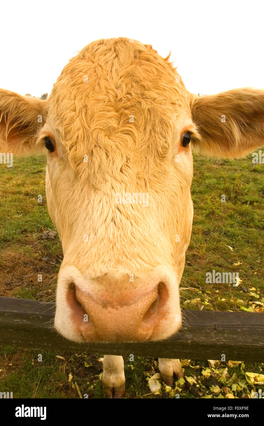 Hovander Homestead, vache County Park, Ferndale, Washington Banque D'Images