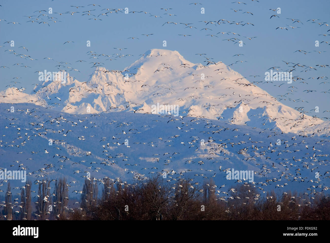 Mt Baker avec l'oie des neiges (Anser caerulescens), Skagit de faune, Washington Banque D'Images