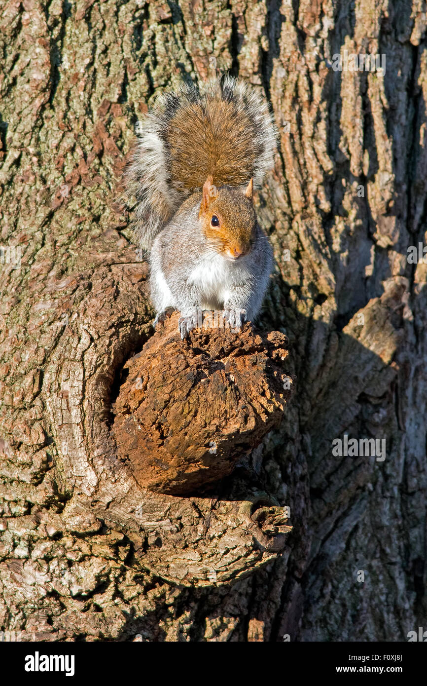 L'écureuil gris dans l'arbre Banque D'Images