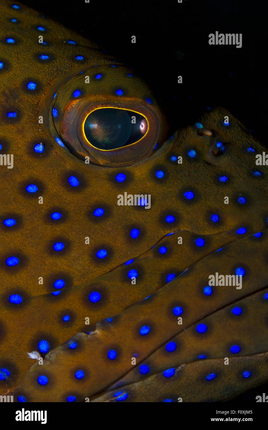 Très GROS PLAN SUR LA FACE DE MÉROU YEUX Banque D'Images