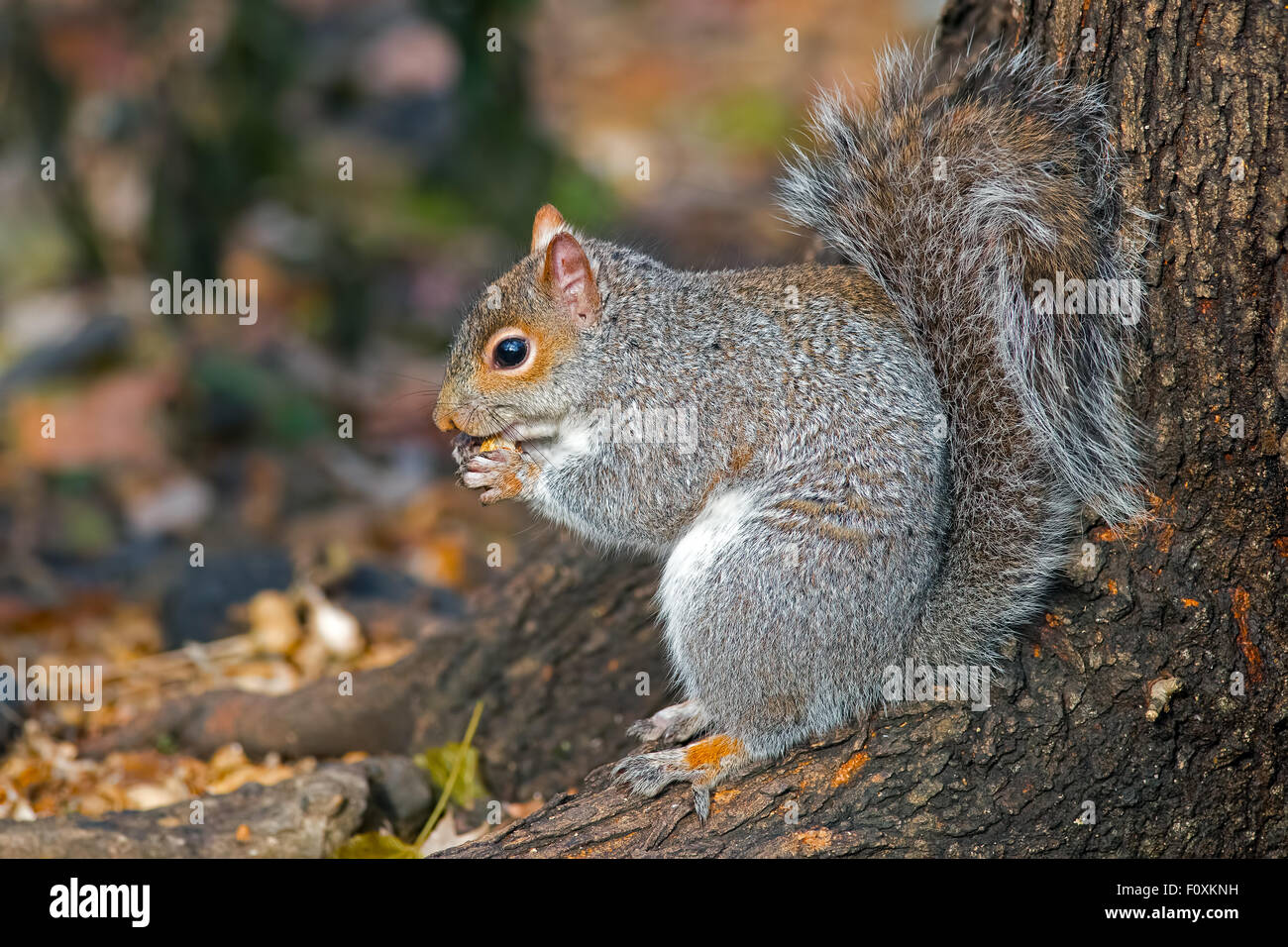 L'écureuil gris de manger des arachides Banque D'Images