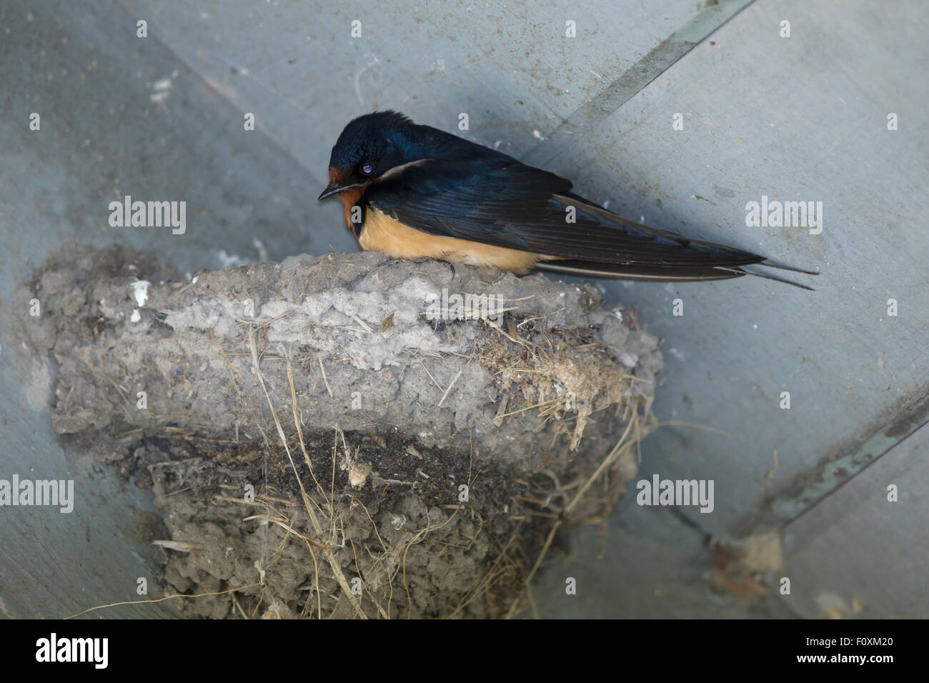 Swallow (Hirondelle) - le nid dans barn Hirundo rustica Ontario, Canada BI027259 Banque D'Images