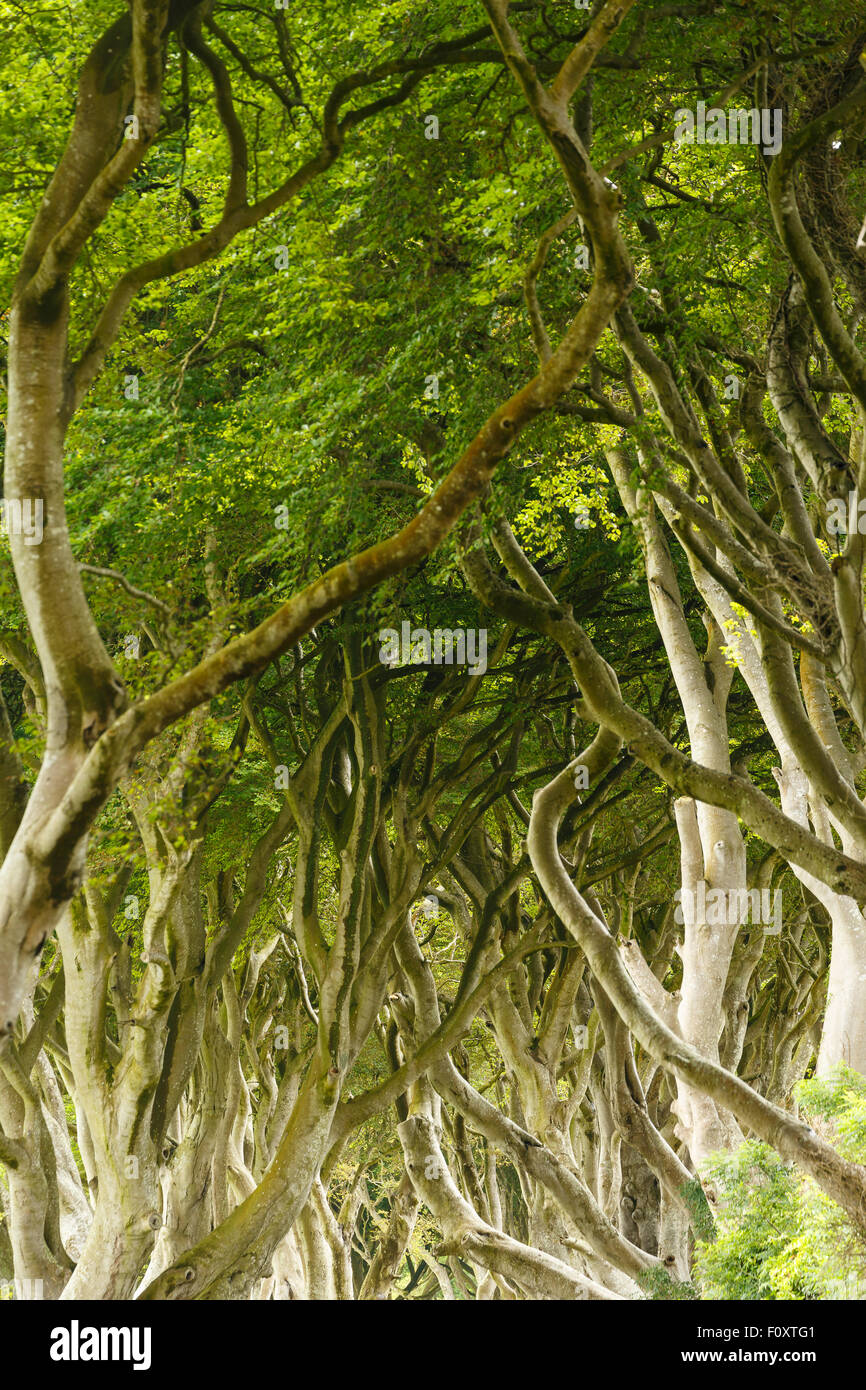 L'obscurité des haies, comté d'Antrim, en Irlande du Nord, Royaume-Uni, Europe Banque D'Images L'obscurité des haies, comté d'Antrim, en Irlande du Nord, Royaume-Uni, Europe Banque D'Images