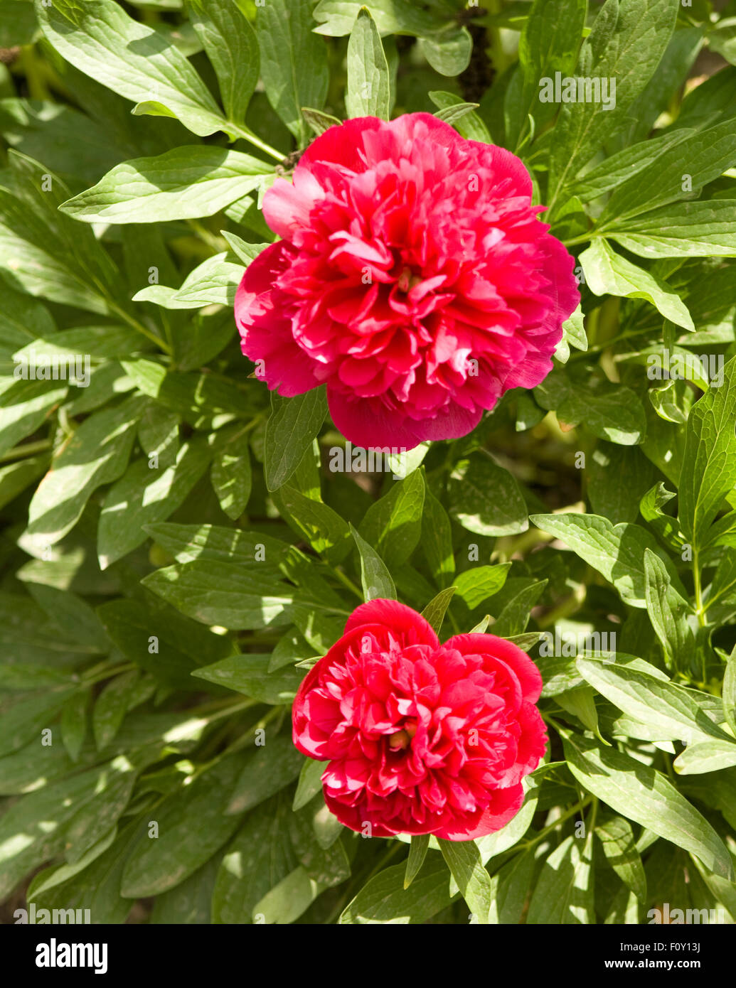 Deux fleurs de pivoine de Crimson rose framboise (couleur). Banque D'Images