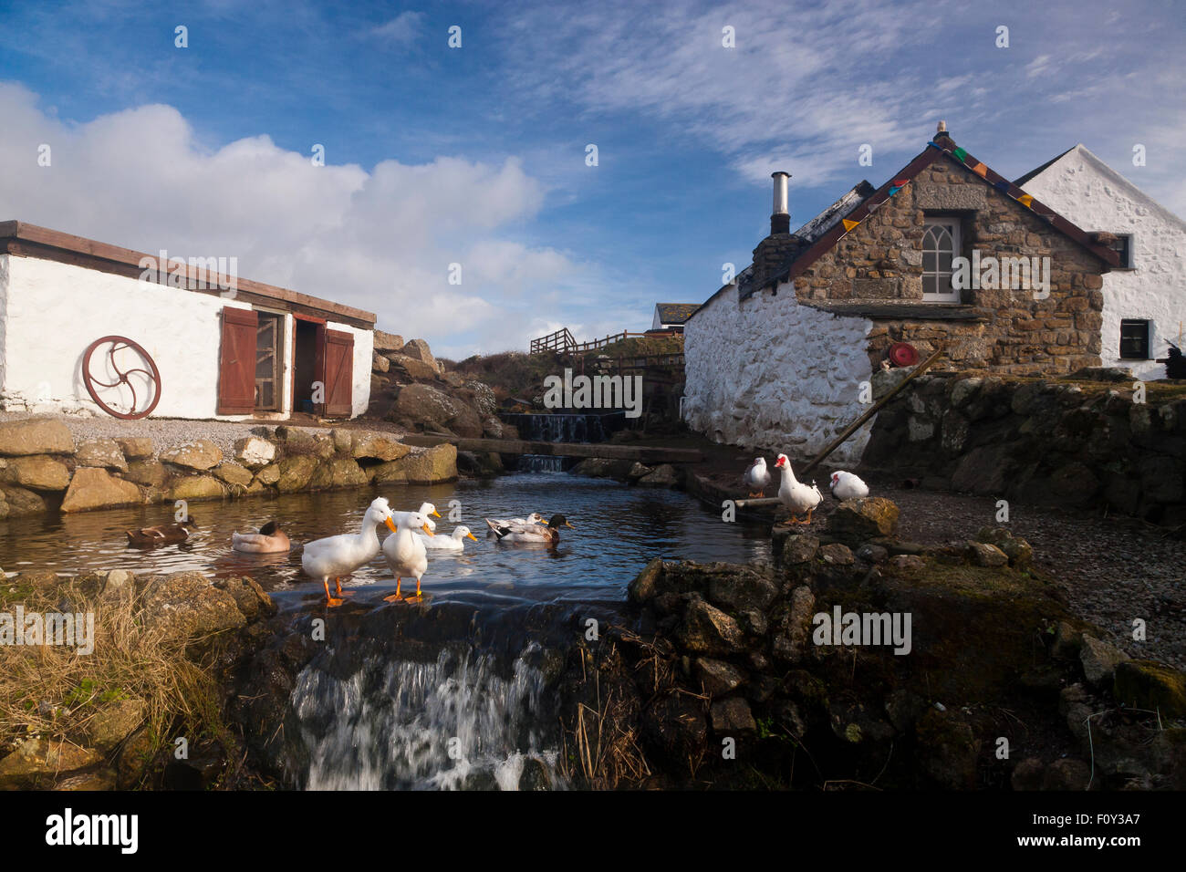 Dans l étang à canards Greeb ferme, Land's End, Cornwall, South West, Royaume-Uni Banque D'Images
