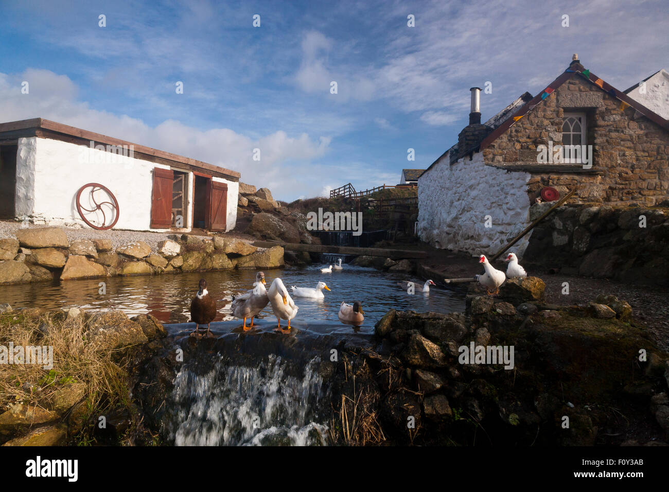 Dans l étang à canards Greeb ferme, Land's End, Cornwall, South West, Royaume-Uni Banque D'Images