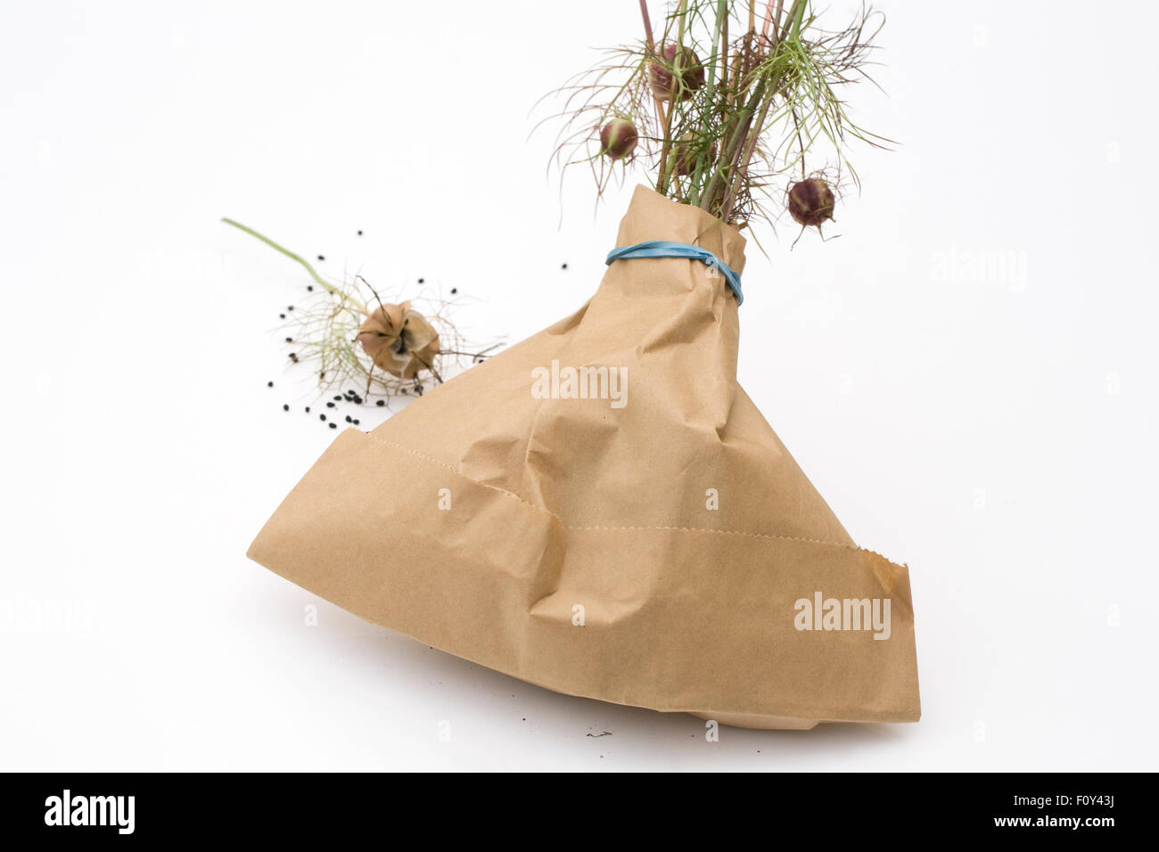 Nigella damascena 'Bijoux' seedhead persan. La collecte de cheveux de gousses dans un sac en papier. Banque D'Images