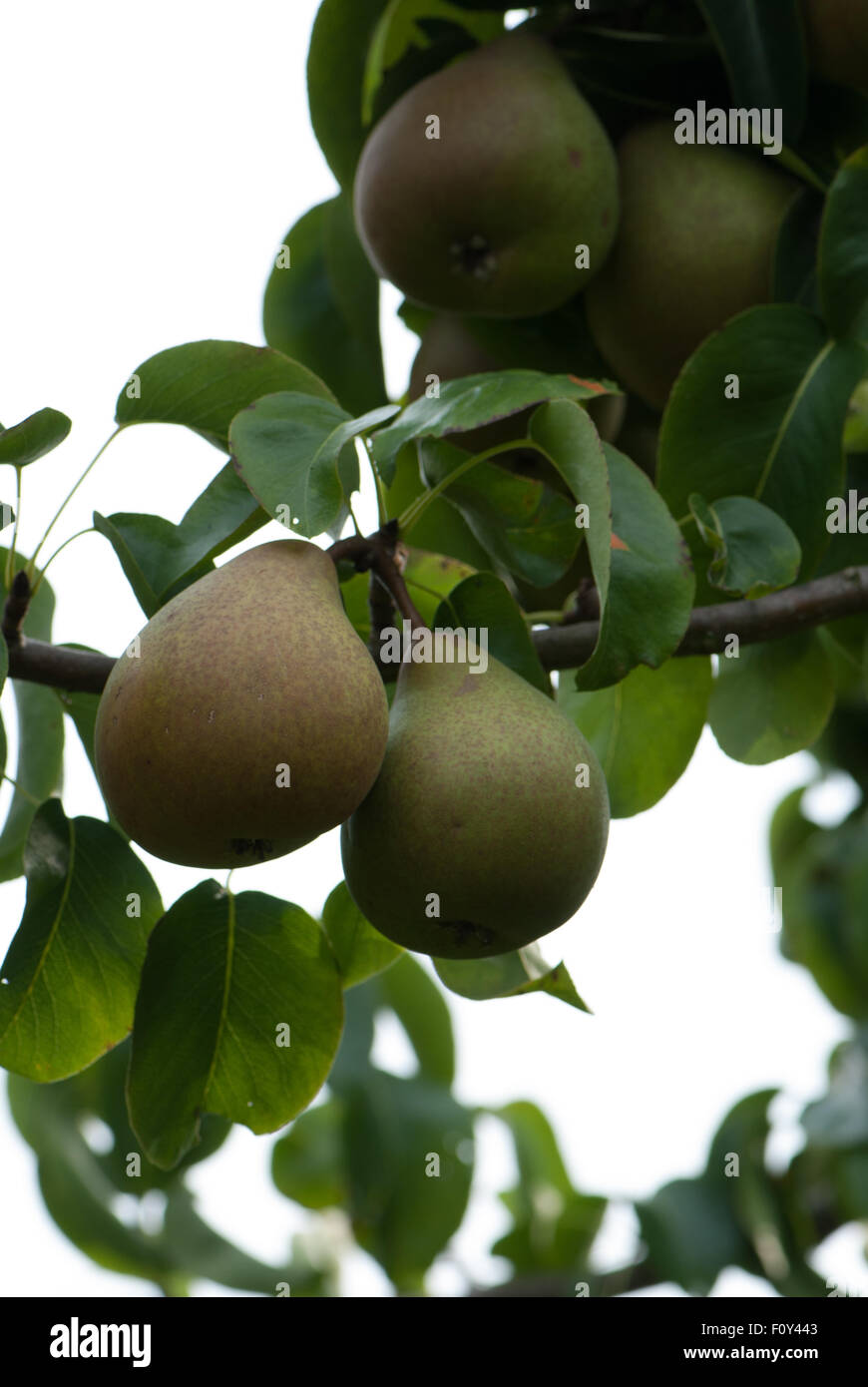 Poire dessert 'Beurre Hardy' Banque D'Images