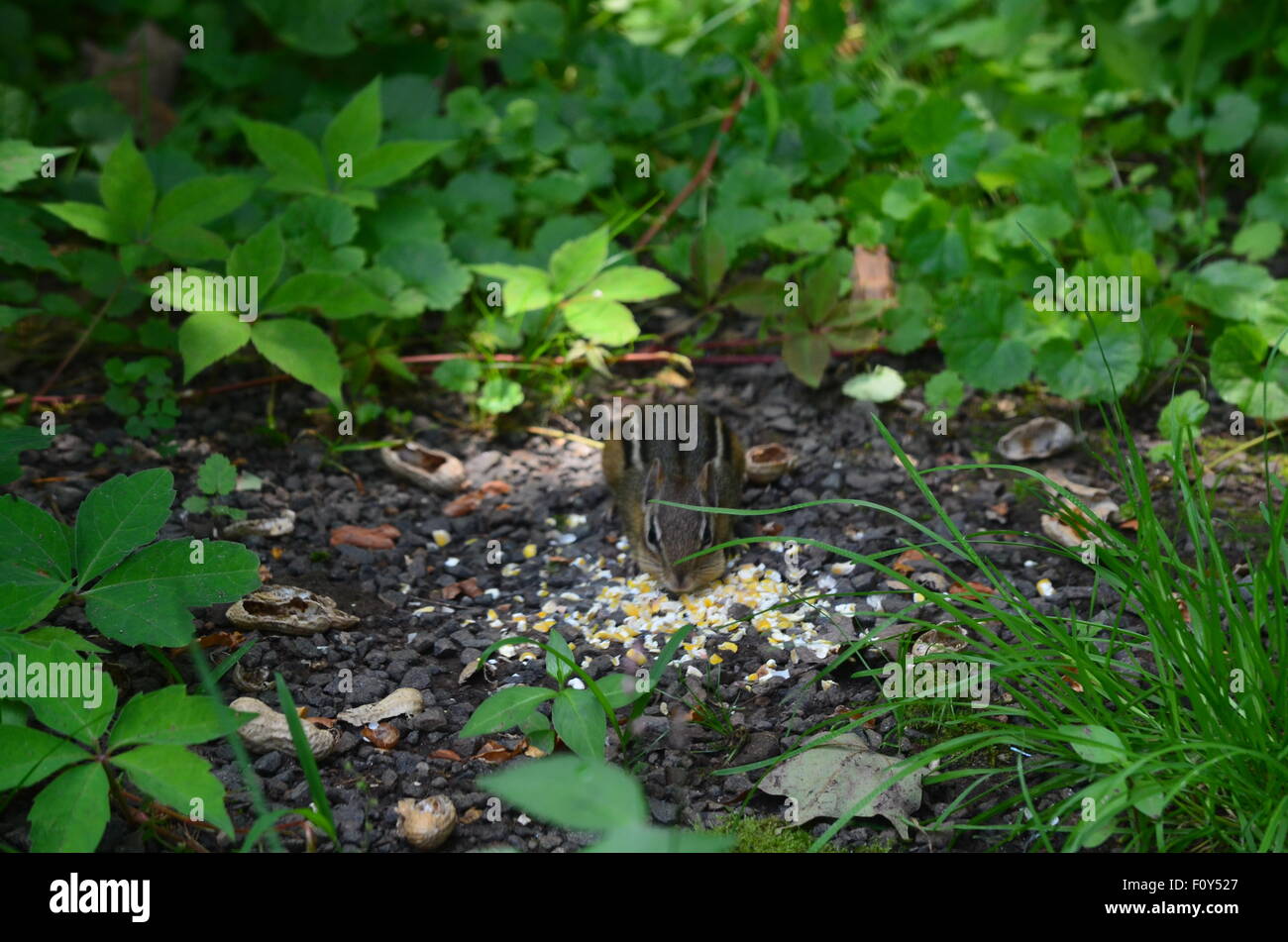 Alimentation Chipmunk Banque D'Images