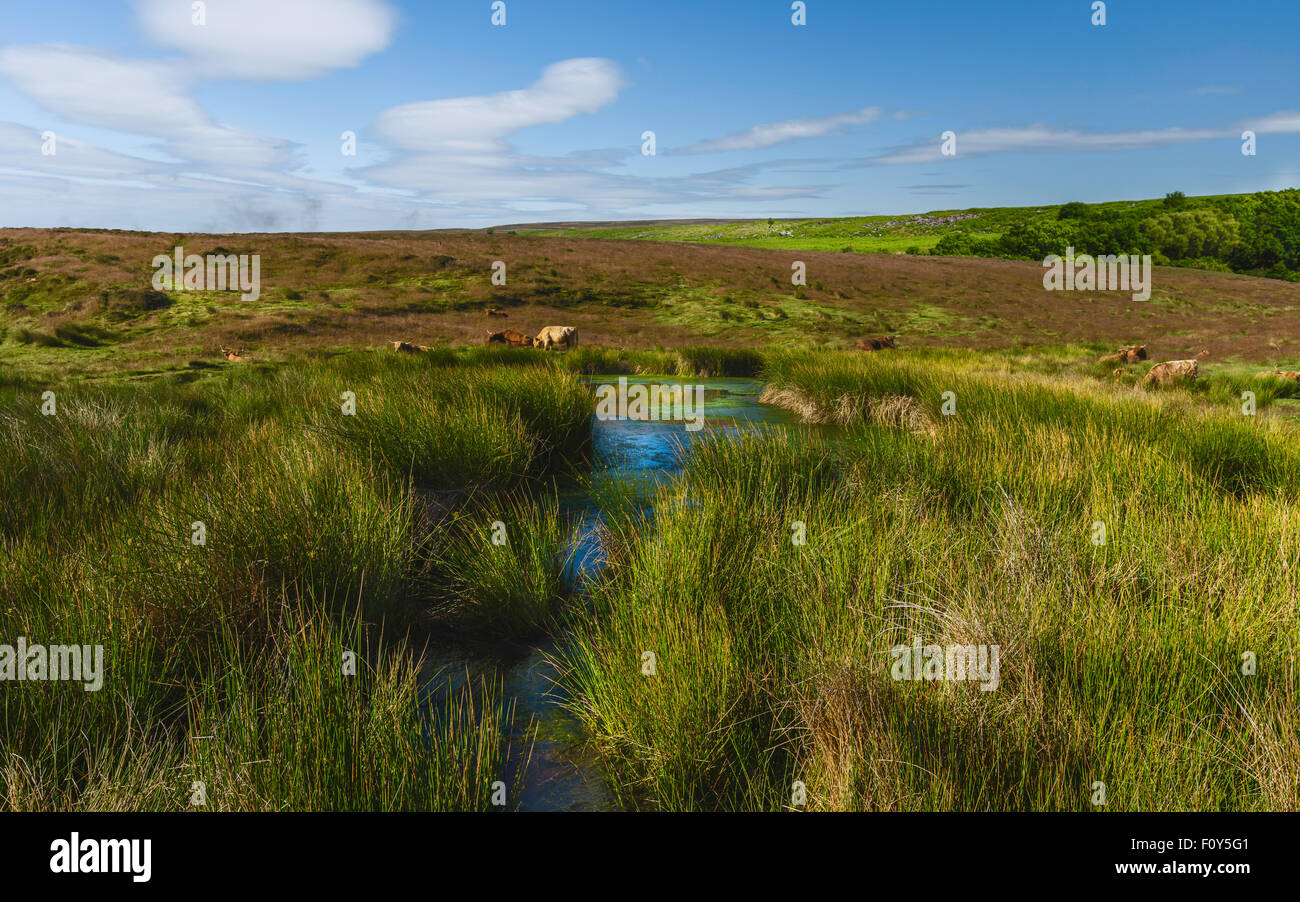 North York Moors à la fin du printemps avec un étang et le pâturage du bétail par Heather et coton l'herbe sur un beau matin. Banque D'Images