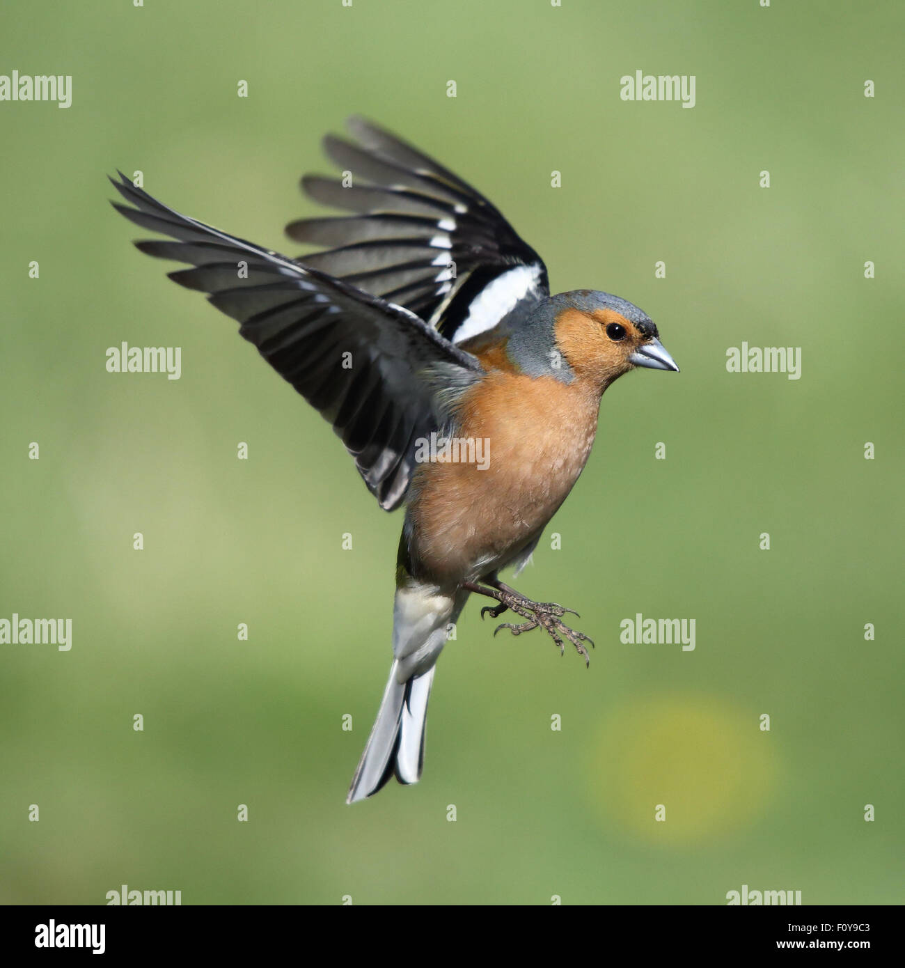 Une belle Chaffinch en vol avec ses ailes déployées Banque D'Images