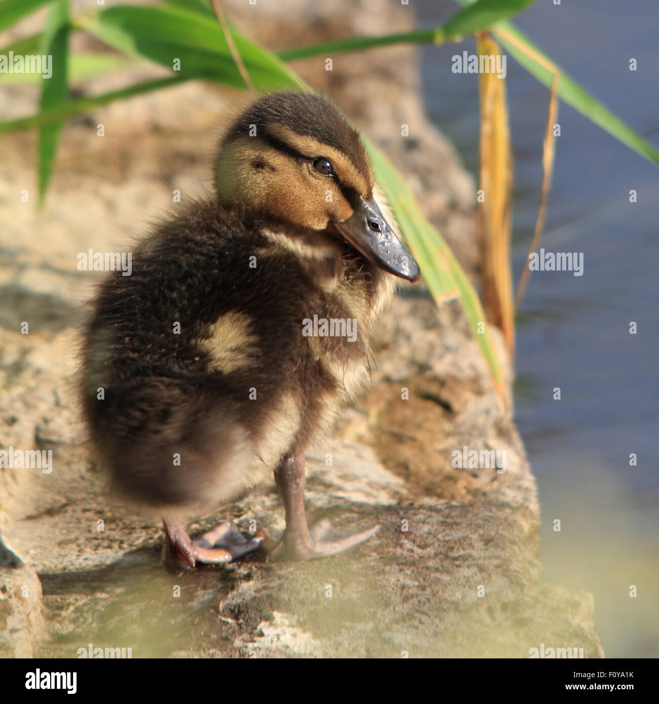 Une belle, juvénile, Mallard sur les rives d'Hogganfield Loch Banque D'Images