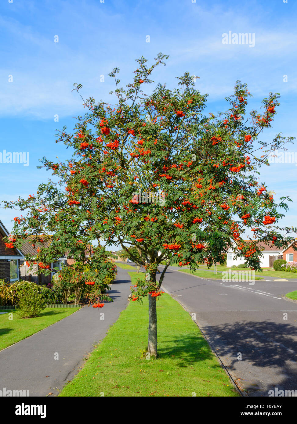 Sorbus aucuparia (Rowan Tree, arbre Mountain-Ash) par le côté de la route dans un quartier résidentiel en Angleterre, Royaume-Uni. Banque D'Images