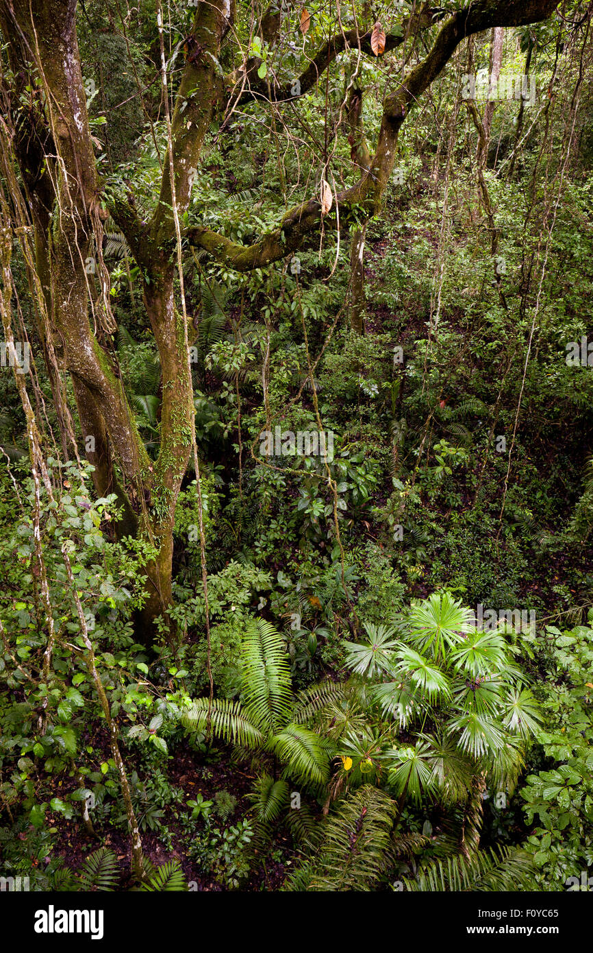 Dans la forêt tropicale du parc national de Soberania, République du Panama. Banque D'Images