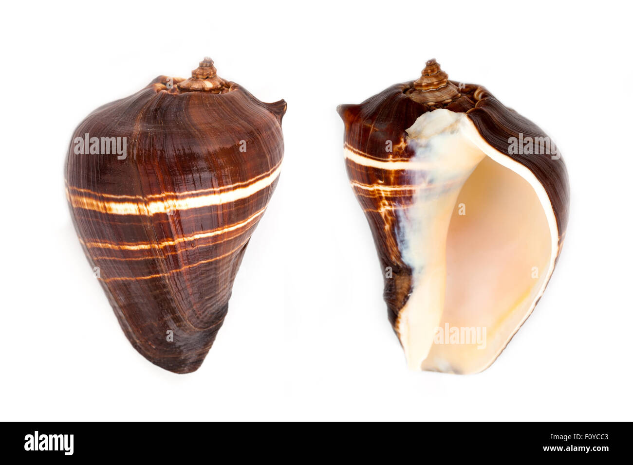 Sable Tiger fish Shell (Strombus spp.) Banque D'Images