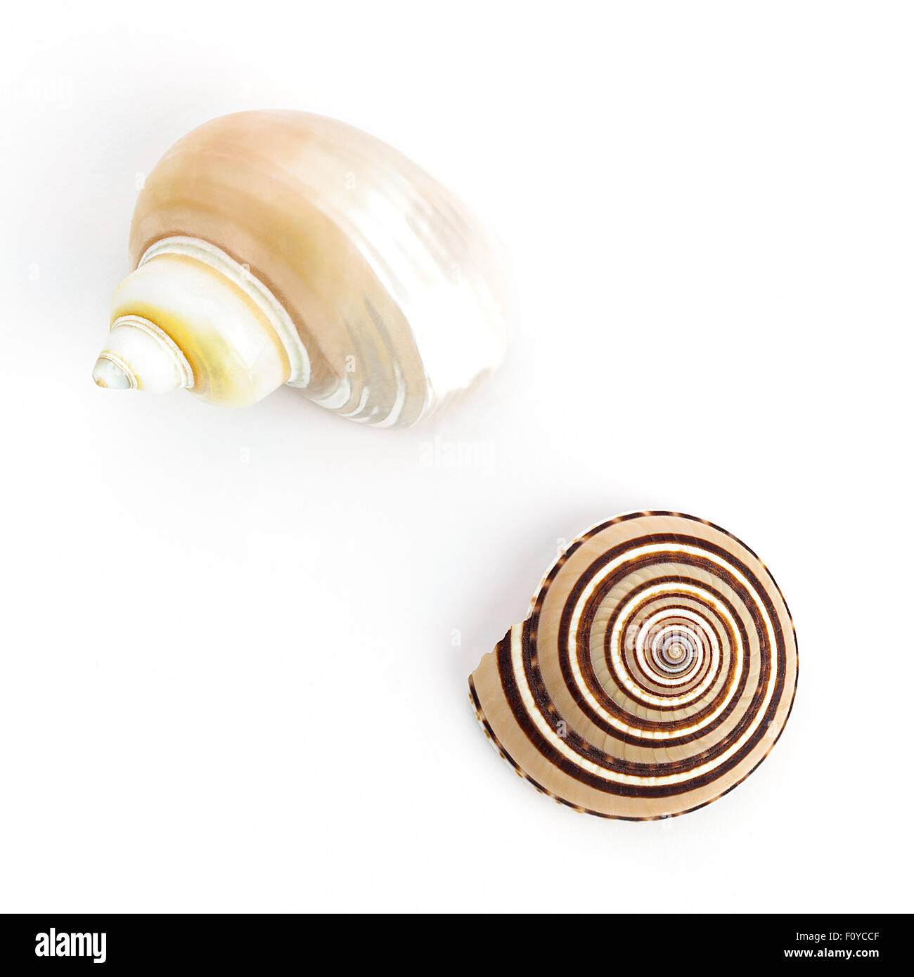 Cadran solaire géant et Turban coquilles d'Escargots Banque D'Images