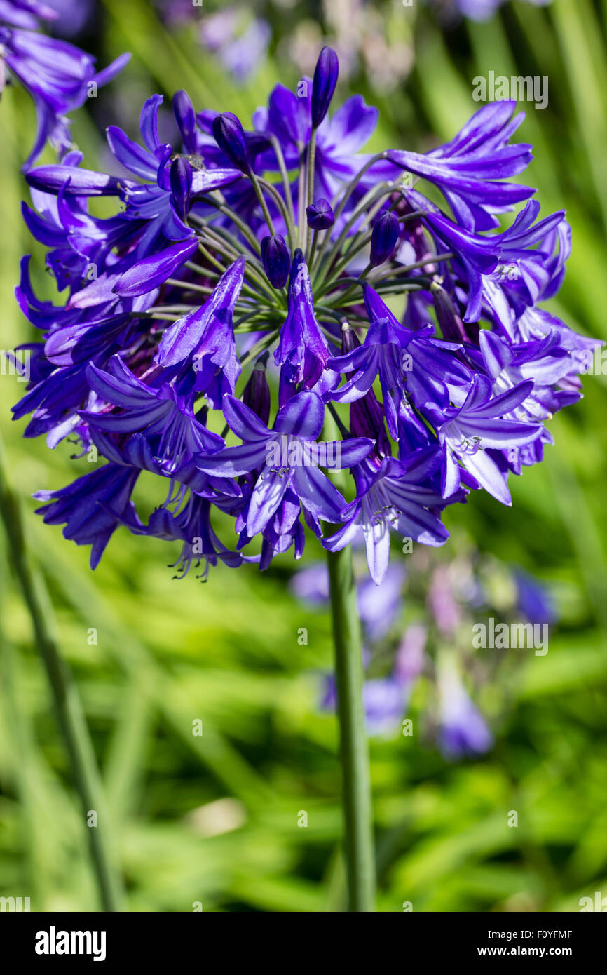 Trompette bleu fleurs des feuillus hardy Agapanthus 'Northern Star' Banque D'Images