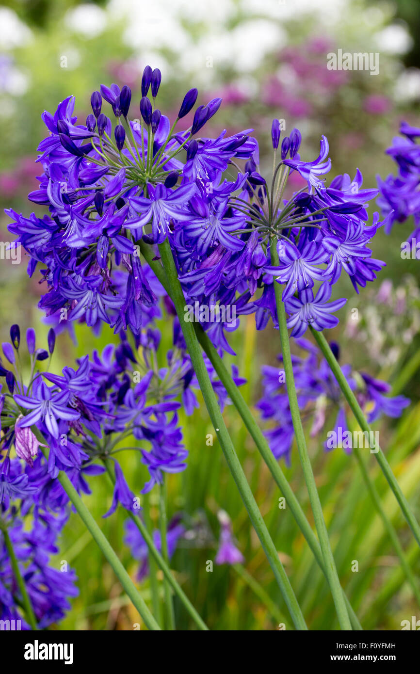 Trompette bleu fleurs des feuillus hardy Agapanthus 'Northern Star' Banque D'Images