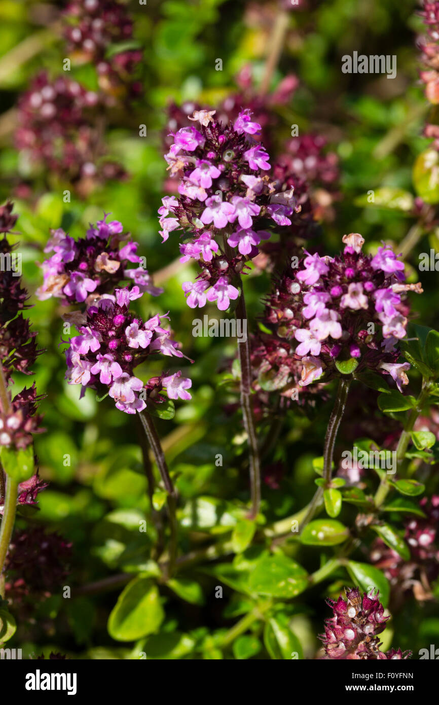 Feuillage odorant et fleurs d'été du carvi, le thym Thymus herba-barona Banque D'Images