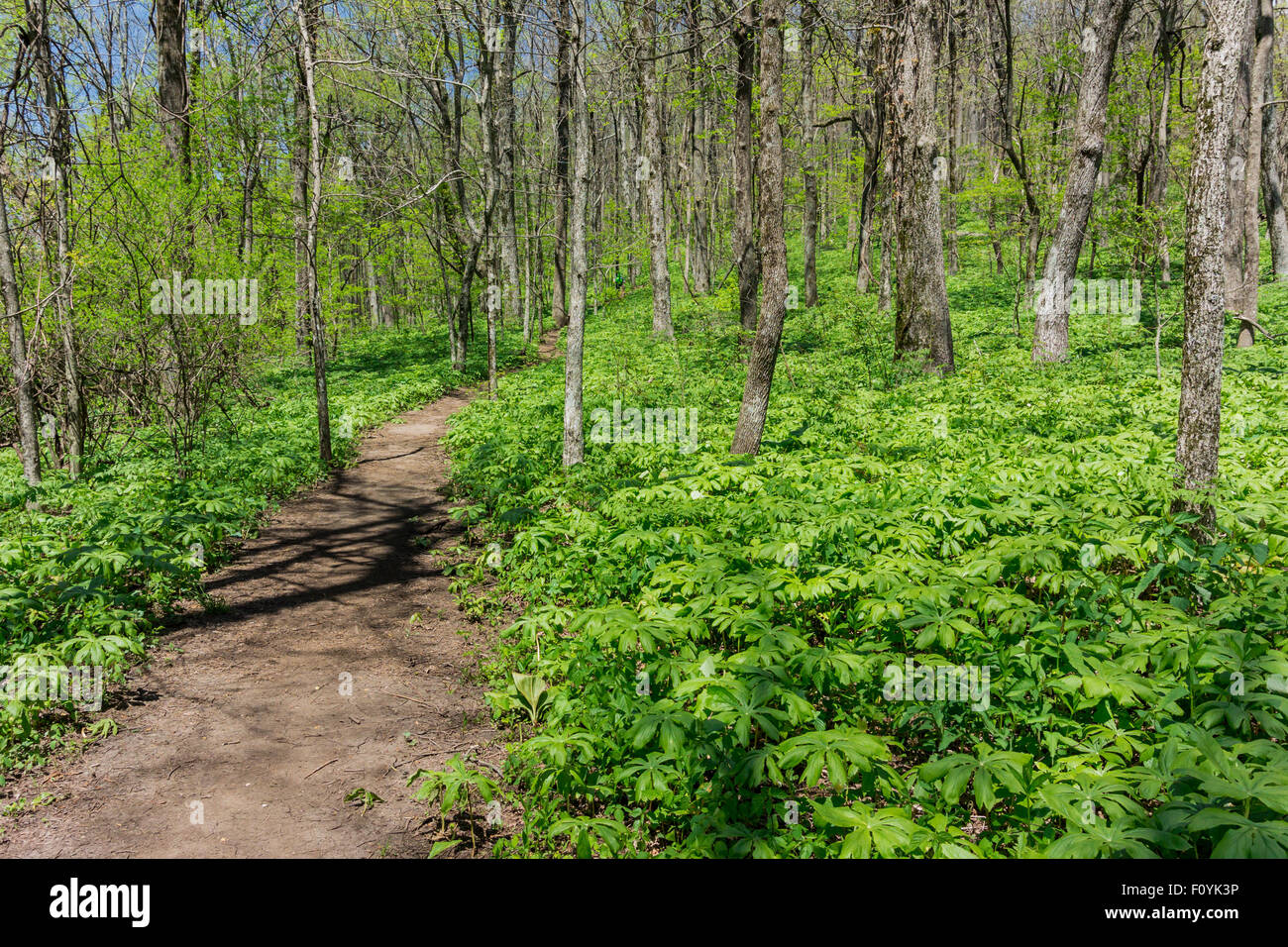 La randonnée jusqu'à Springer Mountain est de niveau avec sous-bois vert Banque D'Images