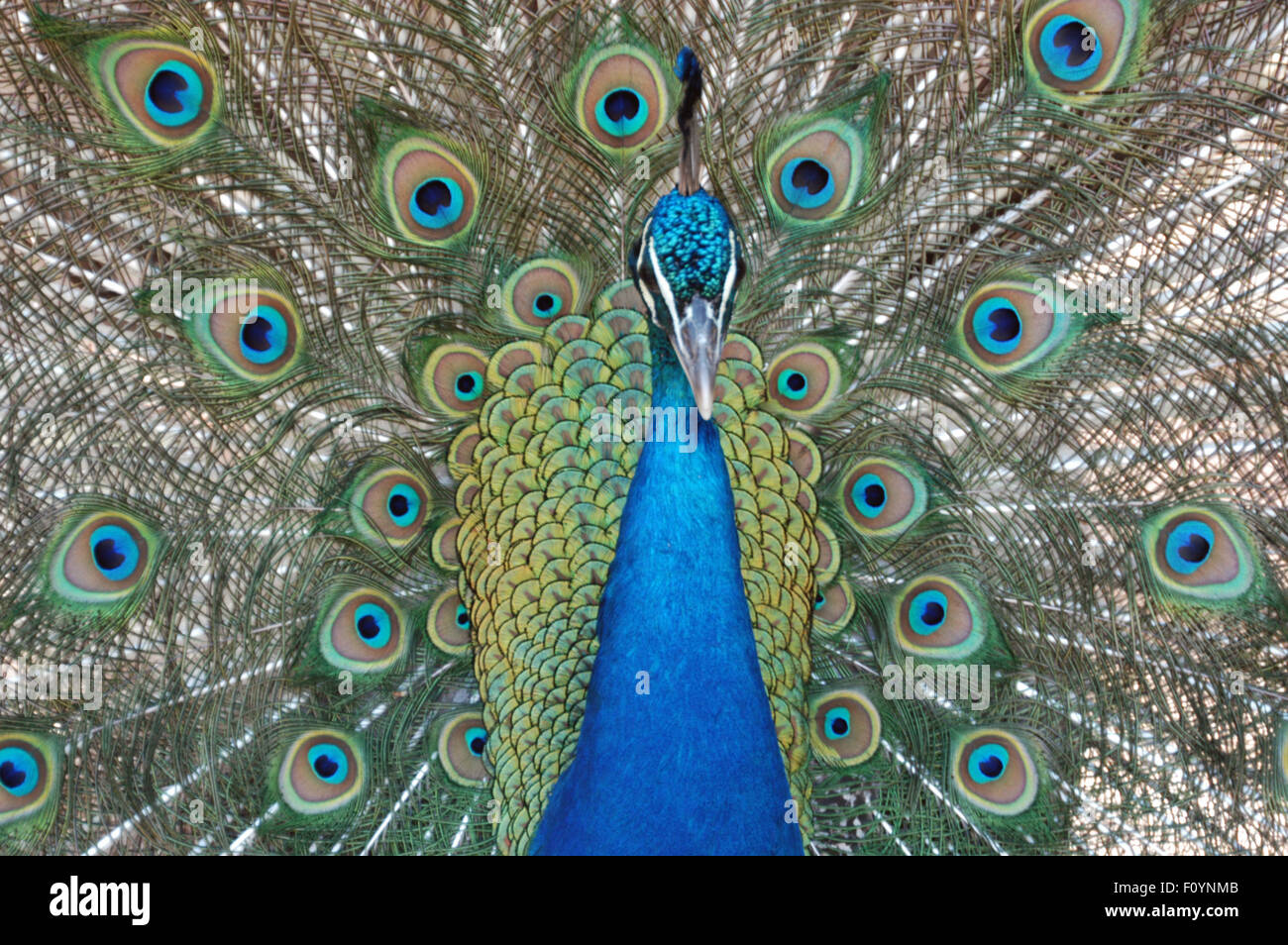 Tête et les plumes d'un paon (Pavo cristatus) paons indiens Banque D'Images