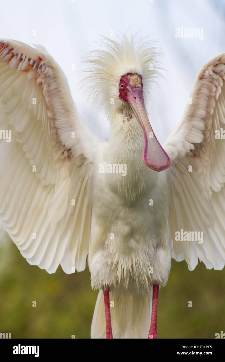 Spatule d'Afrique Banque D'Images