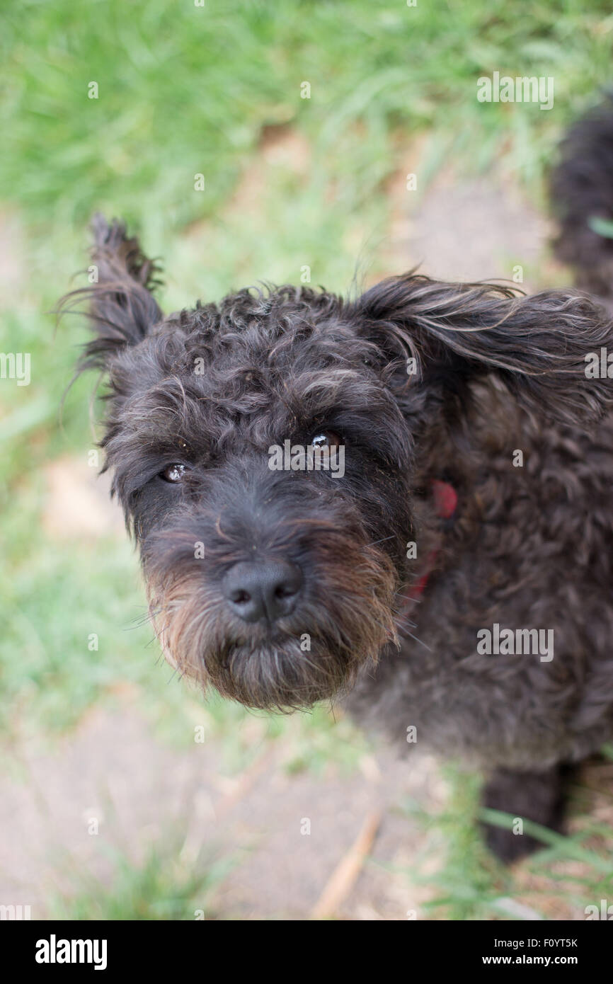 Petit chien noir Banque D'Images