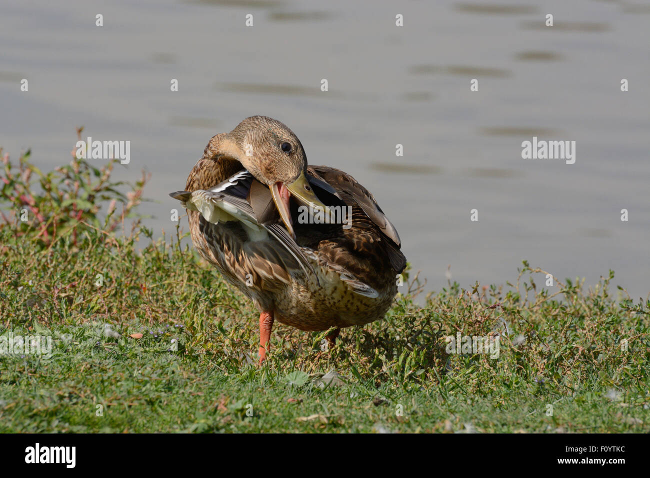 Les jeunes Mallard Drake Duck en mue se lissant les plumes à côte du lac Banque D'Images