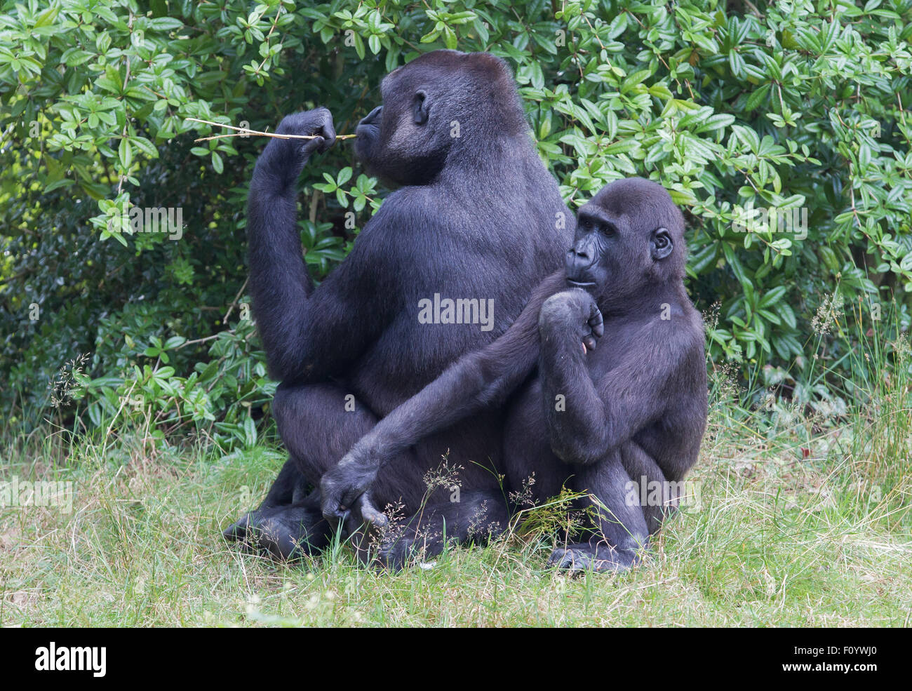 Gorille adultes reposant dans l'herbe verte Banque D'Images