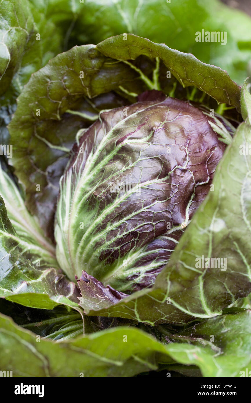 'Chicorée Palla Rossa' croissant dans le potager. Banque D'Images