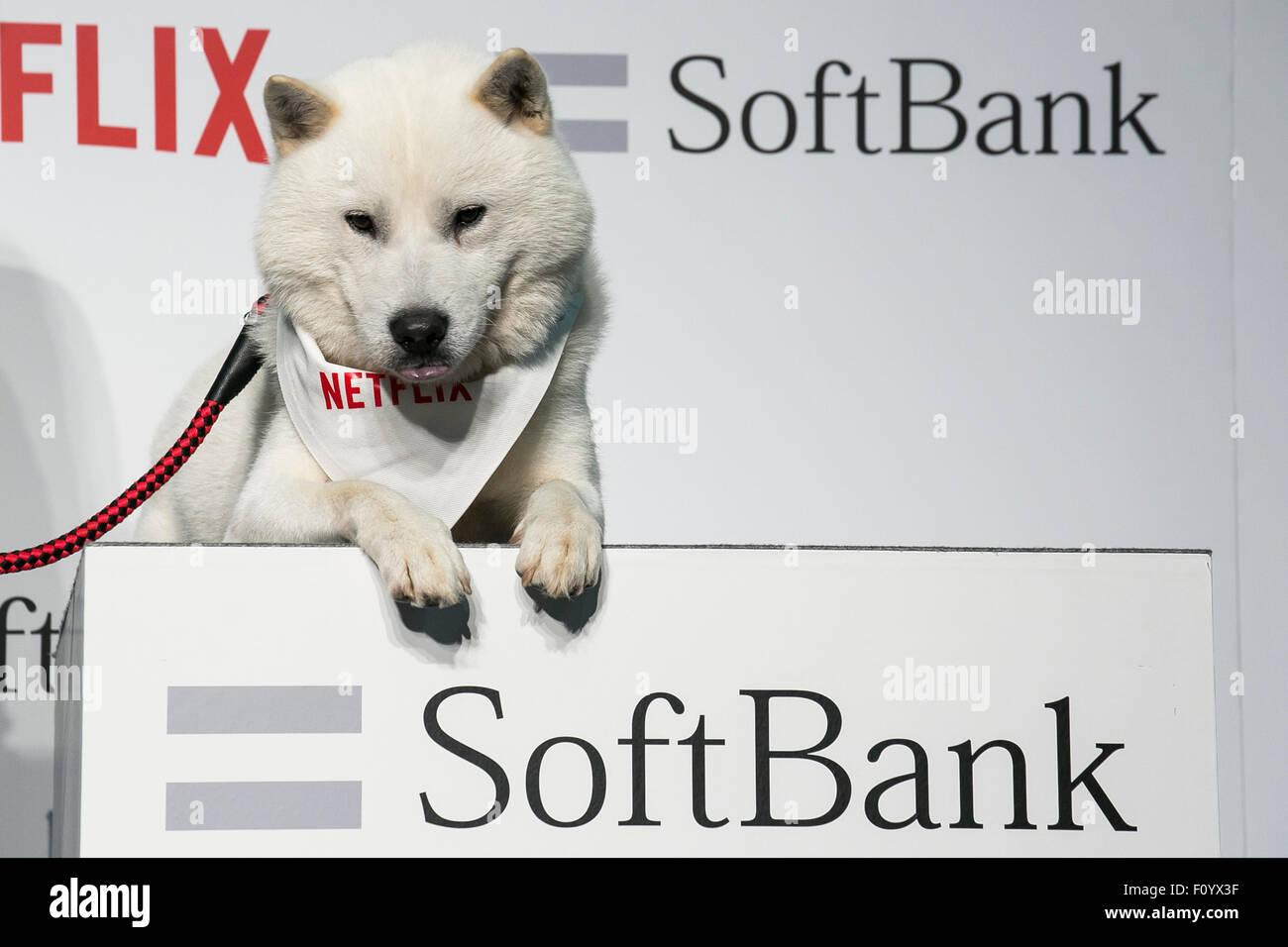 La mascotte de SoftBank chien ''Otosan'' (père) de poser pour les caméras au cours d'un événement médiatique d'annoncer une alliance d'affaires pour le service de livraison de vidéo Netflix au Japon le 24 août 2015, Tokyo, Japon. Du 2 septembre au 2 37 millions de SoftBank les utilisateurs pourront accéder à un abonnement Netflix Inc. à partir de 650 JPN (5,34 USD) pour un plan SD standard. Les sociétés ont également l'intention de travailler sur des projets de création de contenu. Credit : Rodrigo Reyes Marin/AFLO/Alamy Live News Banque D'Images