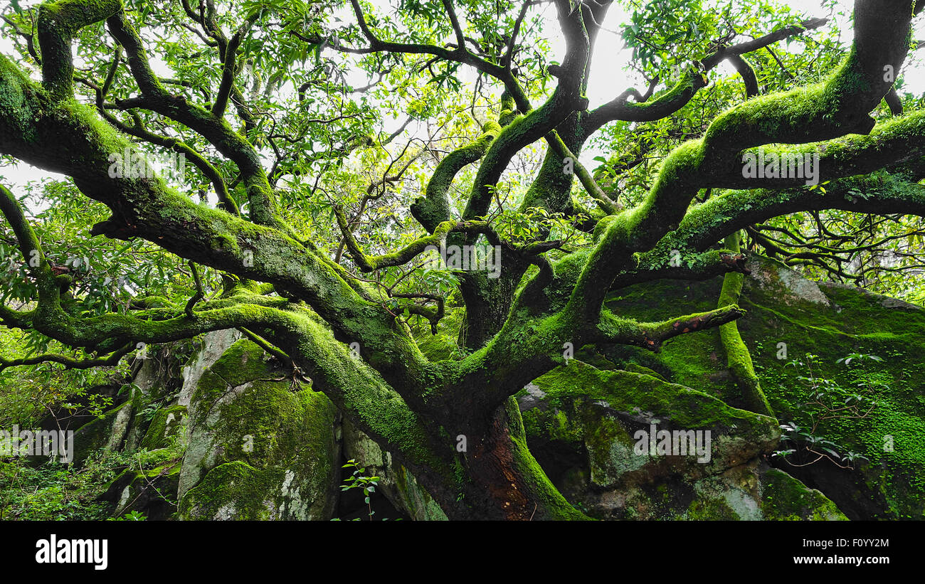 Un ensemble de l'arbre vert en forêt tropicale et les montagnes humides Banque D'Images