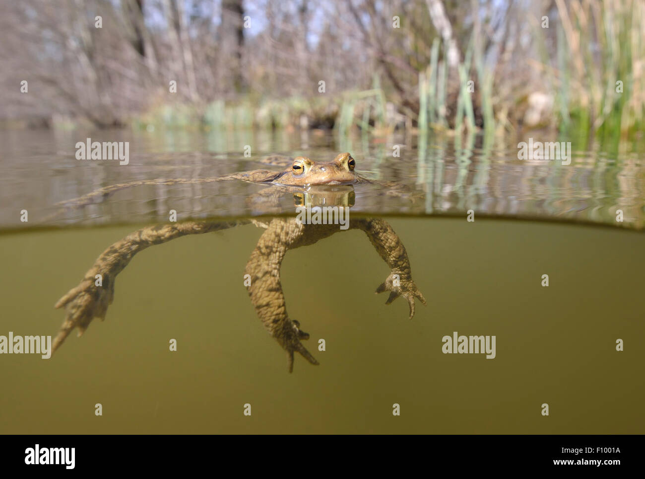 Crapaud commun (Bufo bufo) masculin flottant à la surface d'un lac, de la forêt de Thuringe, Allemagne Banque D'Images