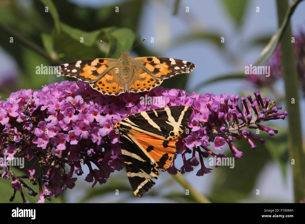 La belle dame & jersey Tiger Moth Banque D'Images