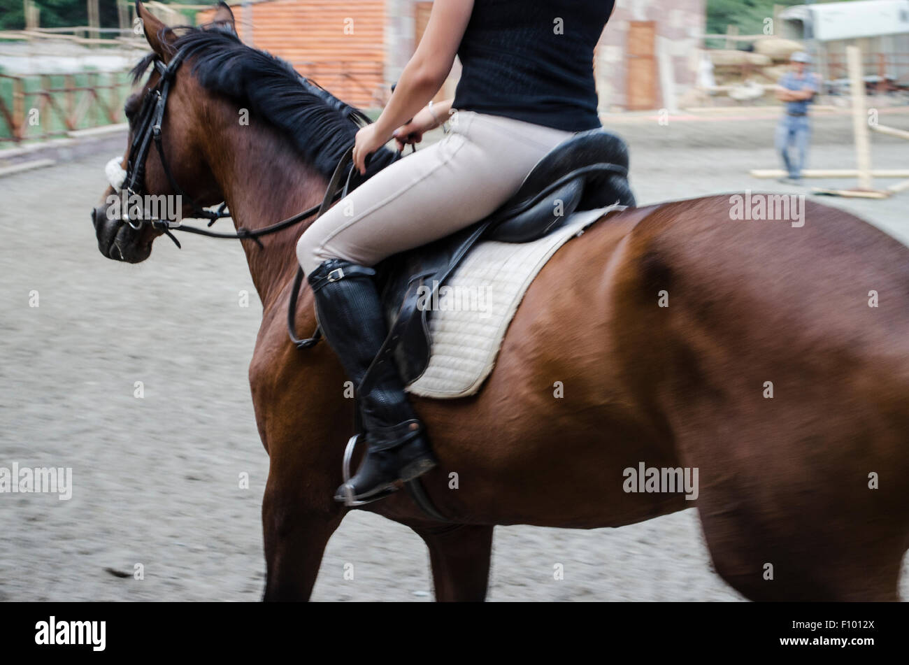 La préparation de la baie sombre cavalier cheval à marcher Banque D'Images