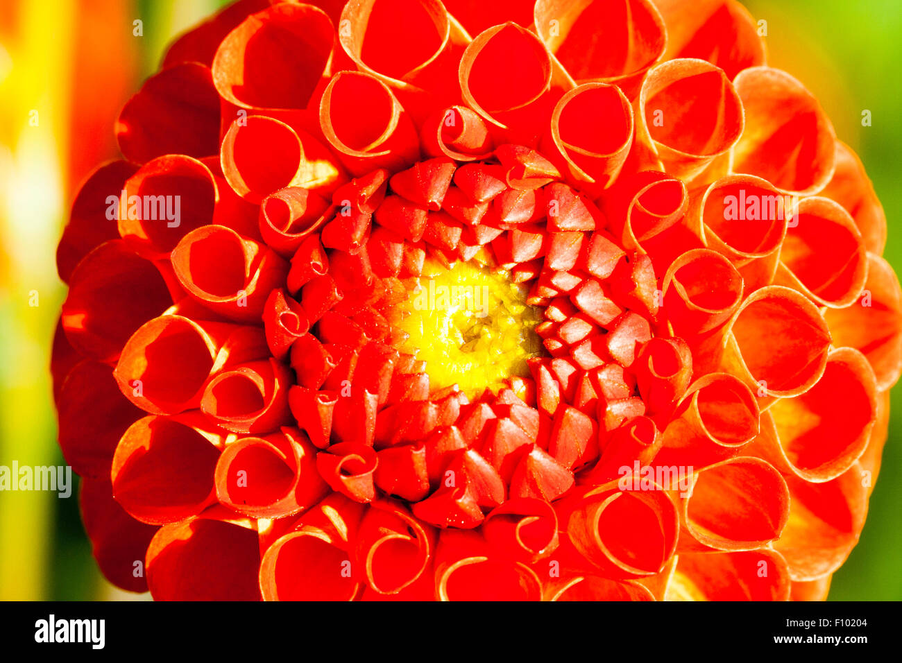 Close Up Regardant Le Dahlia Rouge Fleur En Plein Soleil