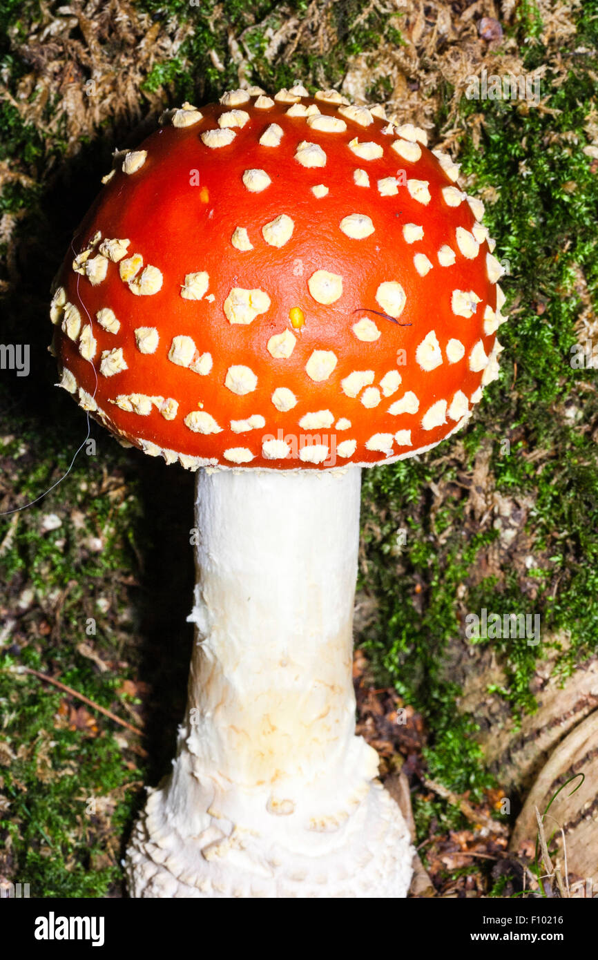 Parées de rouge vif, Agaric Fly 'Amanita muscaria' toadstool. La tige blanche avec un dôme rouge orange haut mouchetée de taches blanches. Banque D'Images