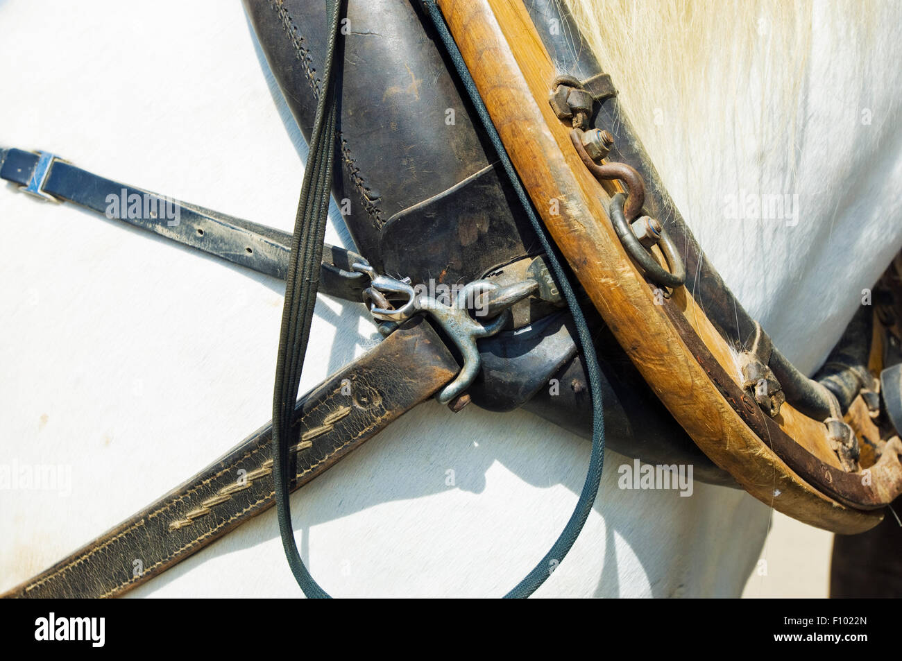 Chevaux de trait se préparait à travailler dans le vignoble de la la tache en Bourgogne Banque D'Images