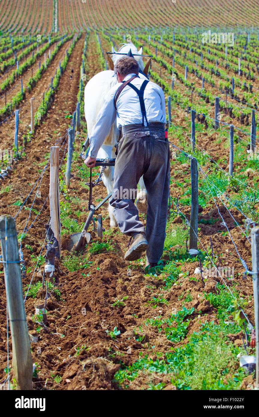 Projet de cheval et l'homme labourant le sol dans le vignoble la tache en Bourgogne Banque D'Images