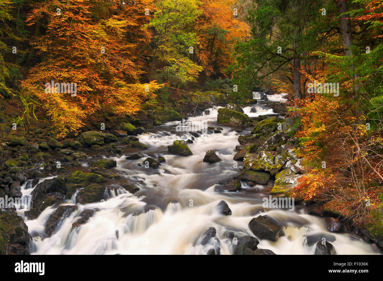 Rivière par couleurs d'automne à l'Hermitage près de Dunkeld en Ecosse. Banque D'Images