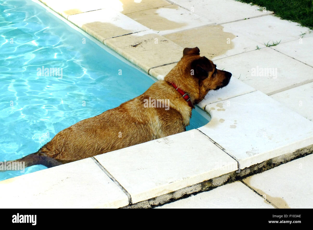 CHIEN DOMESTIQUE Banque D'Images