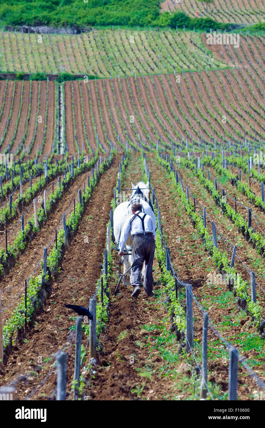 Projet de cheval et l'homme labourant le sol dans le vignoble la tache en Bourgogne Banque D'Images