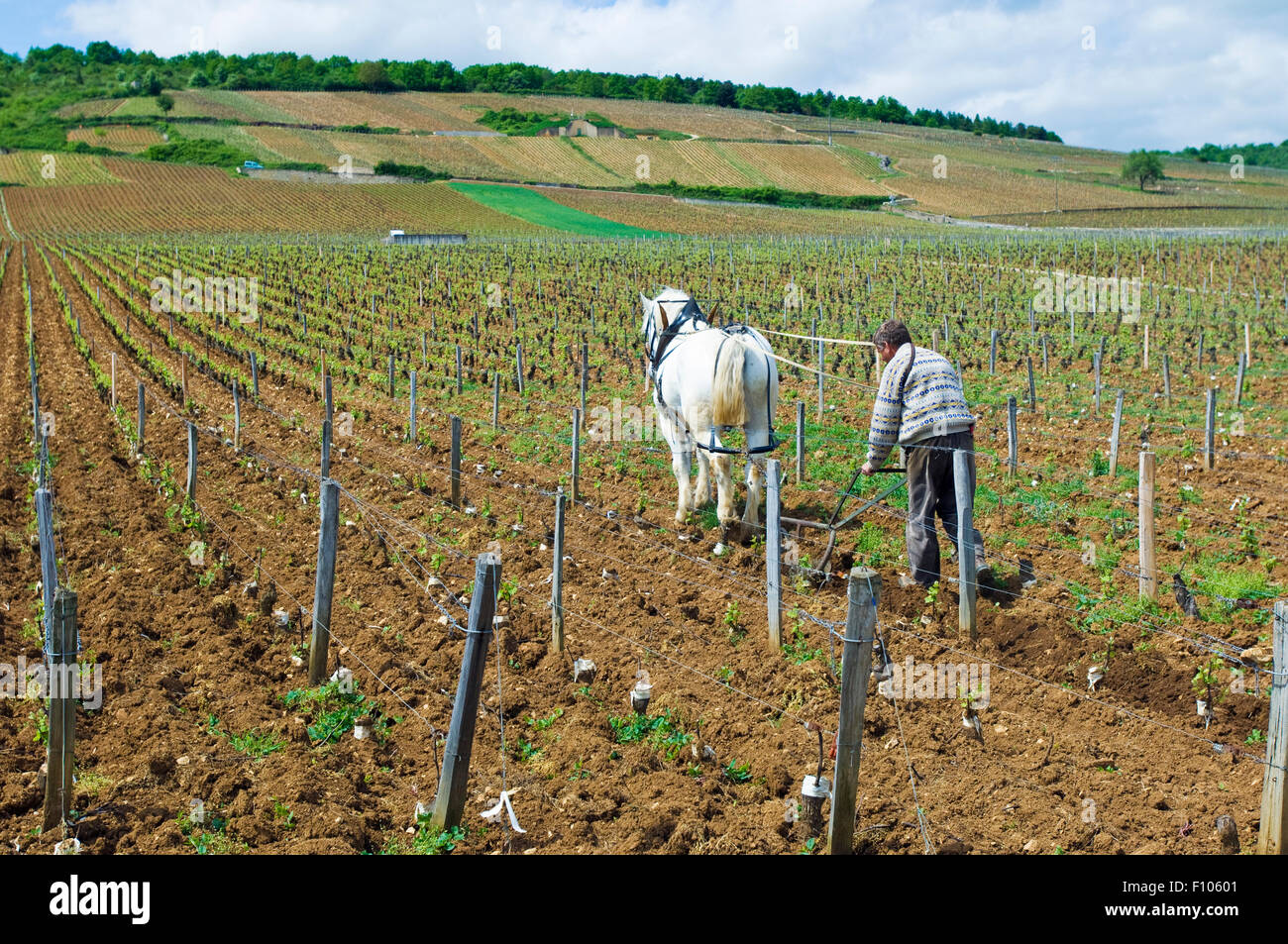 Projet de cheval et l'homme labourant le sol dans le vignoble la tache en Bourgogne Banque D'Images