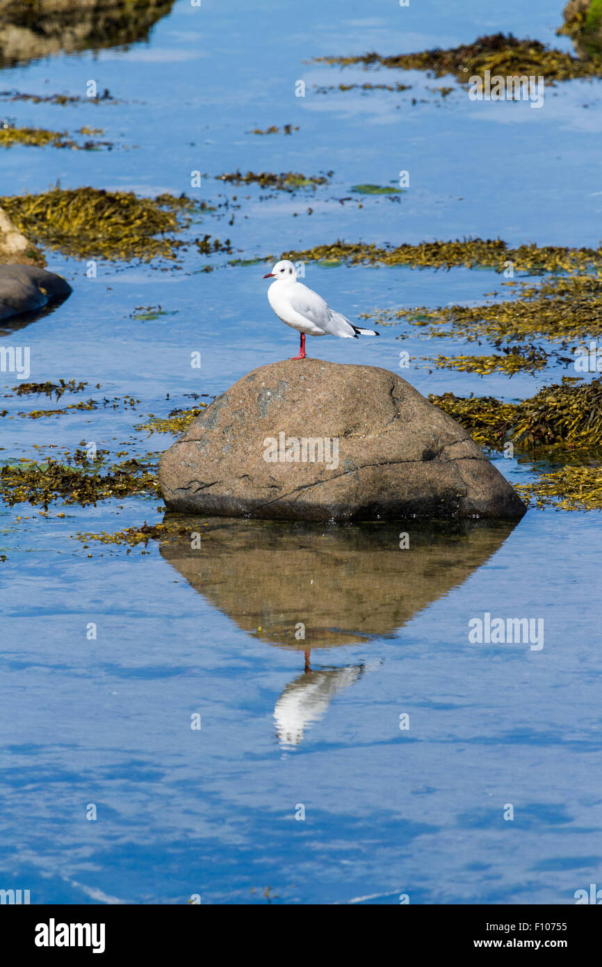 Mouette sur un rocher, reflétée Banque D'Images