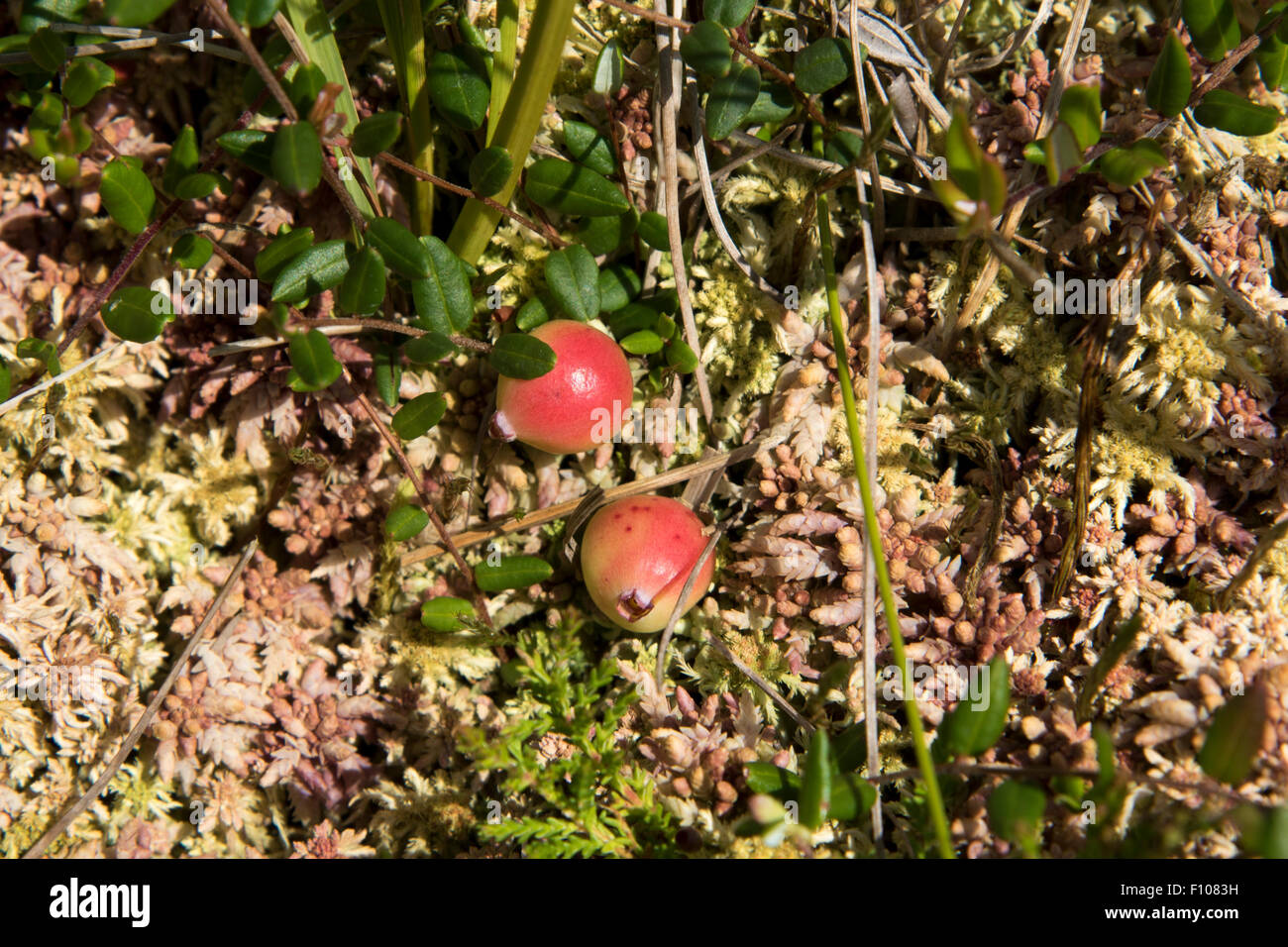 Dans les marécages à la Kalte Moldau beaucoup de bog les canneberges sont de plus en plus. Dans den Mooren im Tal der Kalte Moldau wachsen Moorbeeren Banque D'Images