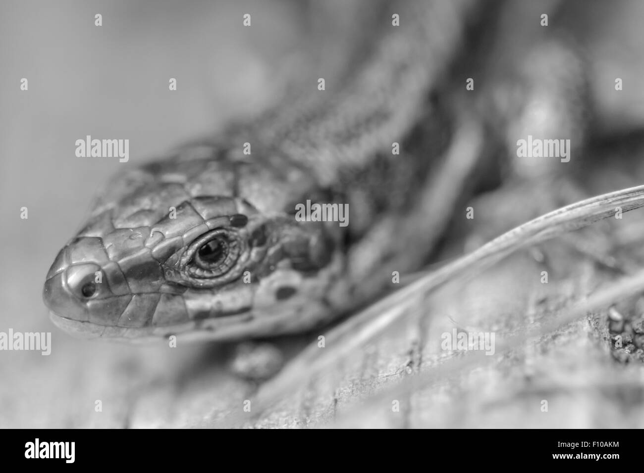 Un portrait en noir et blanc d'un lézard commun. Banque D'Images