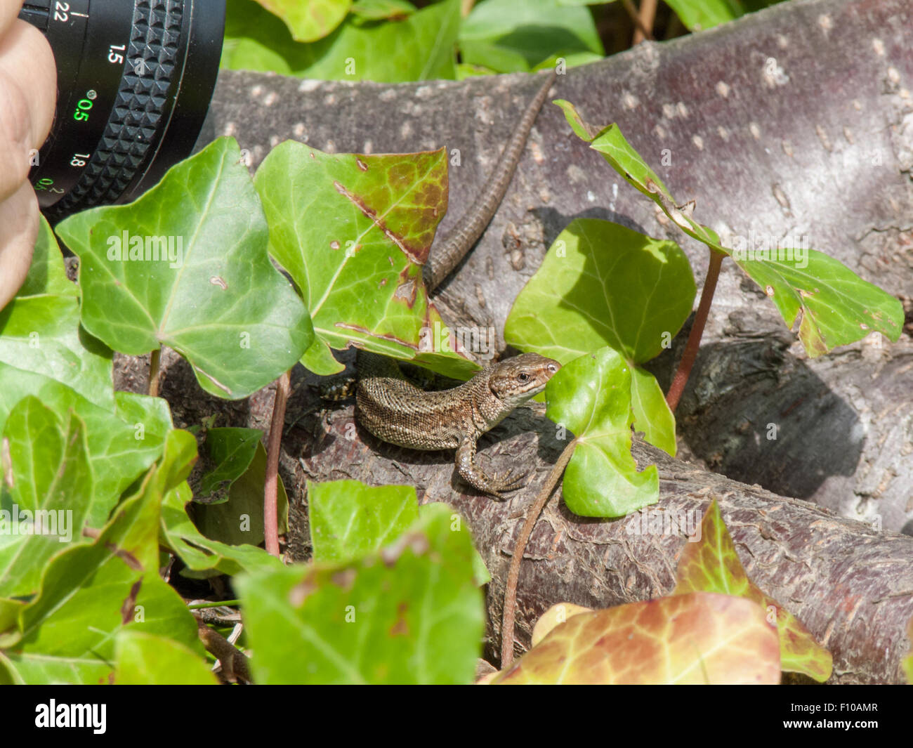 Un lézard commun ayant son' photo prise par une autre personne. Banque D'Images